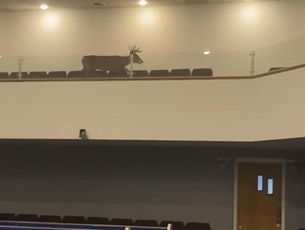 Huge Deer Ends Up in Church, Pastor Walks-In On Deer [WATCH]