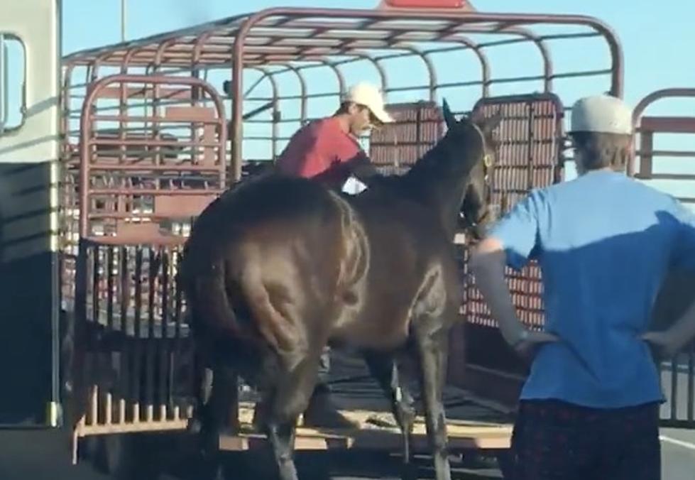 Horses on Mississippi River Bridge Cause Major Delays on Monday Afternoon [VIDEO]