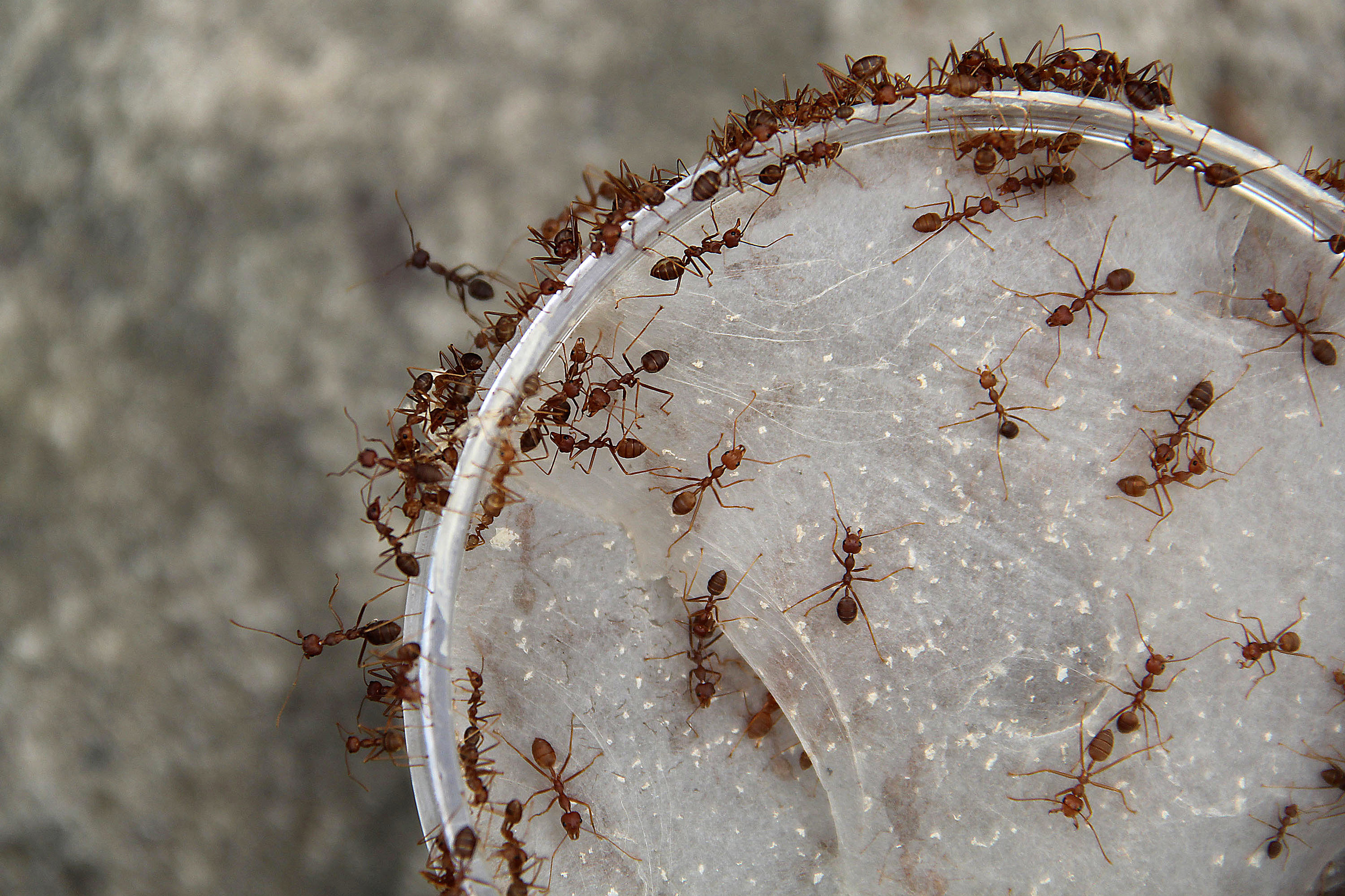 Борьба с муравьями в доме. Муравьи в квартире. Гнездо рыжих муравьев. Маленькие муравьи. Муравьи на грядке.