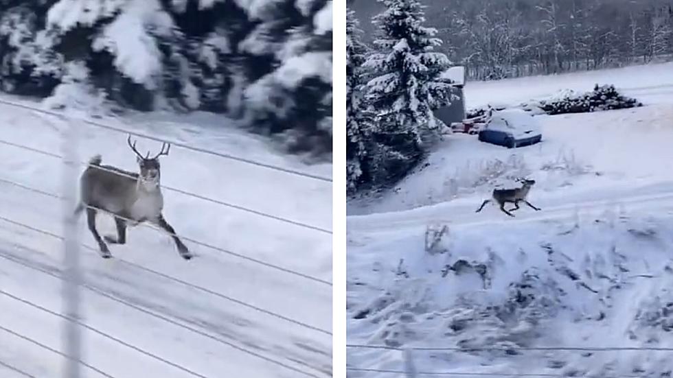 Mezmerizing Video of Reindeer Dashing Through a Winter Wonderland Wows Social Media