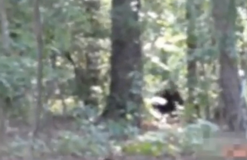 Did Someone Capture Video Footage of Bigfoot in Georgia? WATCH