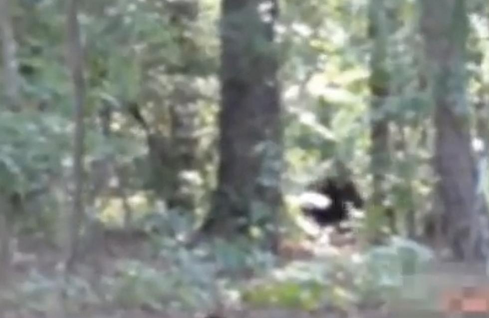 Did Someone Capture Video Footage of Bigfoot in Georgia? [WATCH]