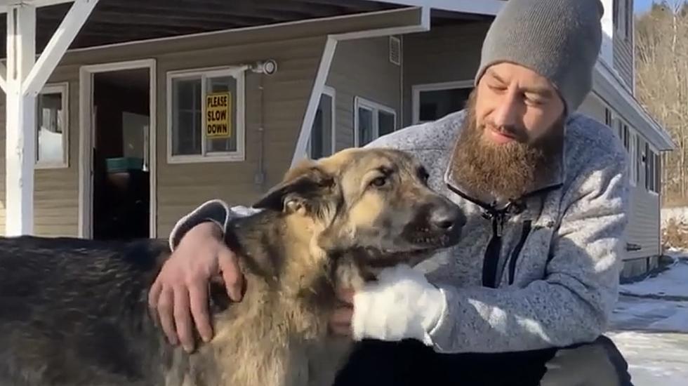 ‘Real-Life Lassie’ Hero Dog Leads Authorities to Scene of Owner’s Horrific Crash