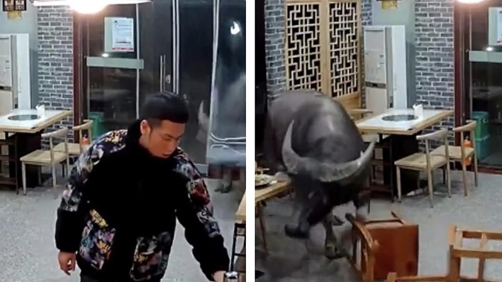 Buffalo Flings Man Across Restaurant – As Close to a ‘Bull in a China Shop’ as it Gets