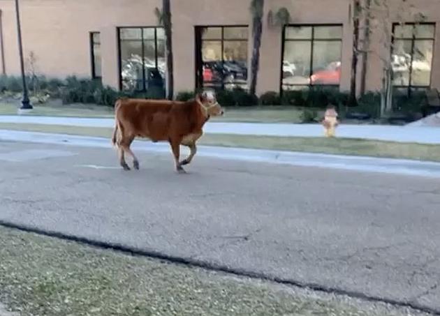 Cow Seen Running Through the Campus at LSU [VIDEO]
