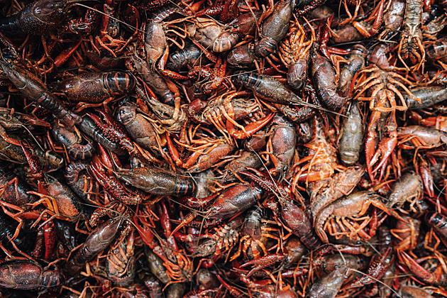 Could Crawfish Season Be in Danger For Those in South Louisiana?