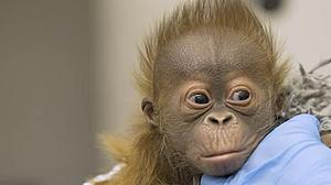 Louisiana Zoo Looking For Help Naming Critically Endangered Baby...