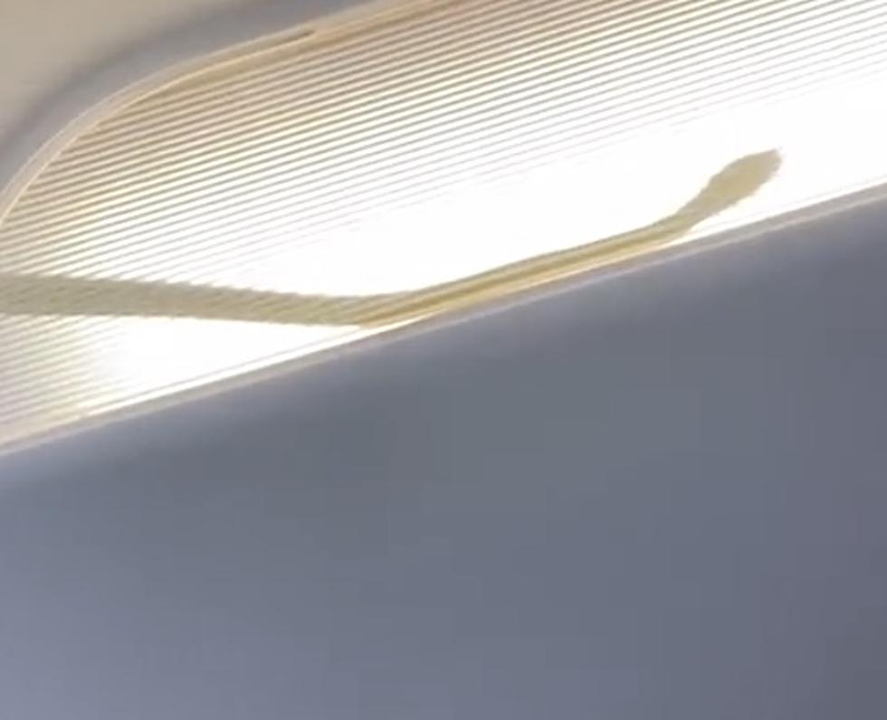 Snake Slithers Through Overhead Lights on Passenger Jet [VIDEO]