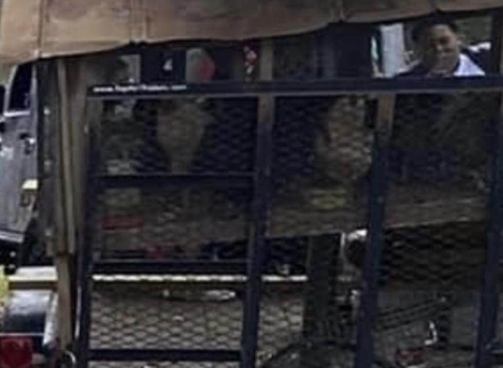 Trailer in Mamou Stolen With Chickens On It After Children&#8217;s Mardi Gras Run