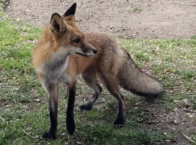 Aggressive Fox Captured Near Capitol Building After it Attacks Representative [PHOTOS]