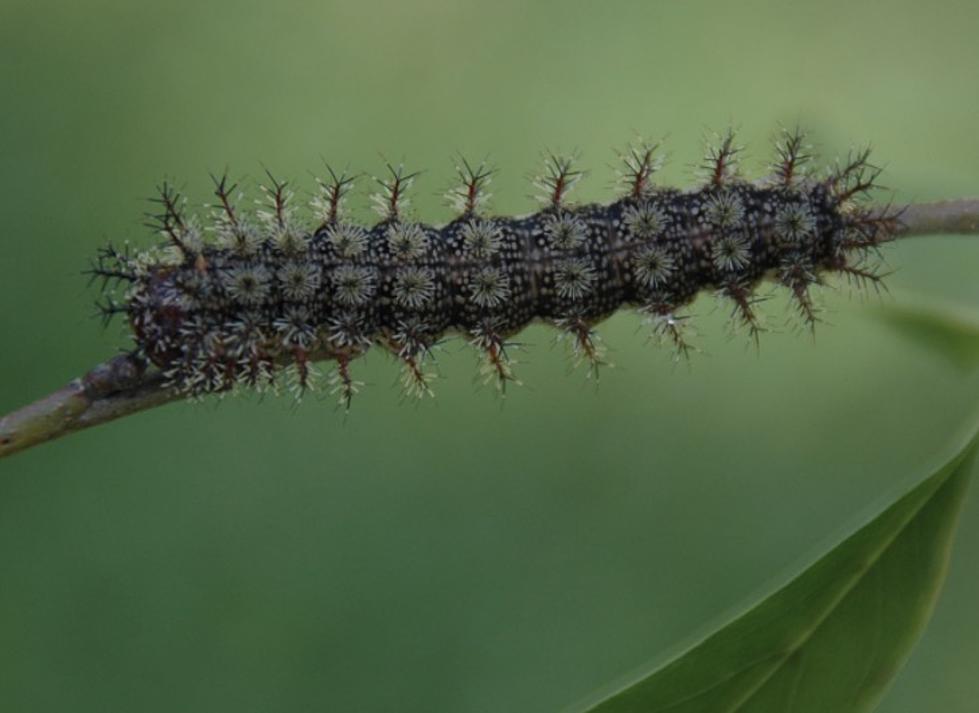 Be Sure to Avoid The Buck Moth Caterpillar in Louisiana