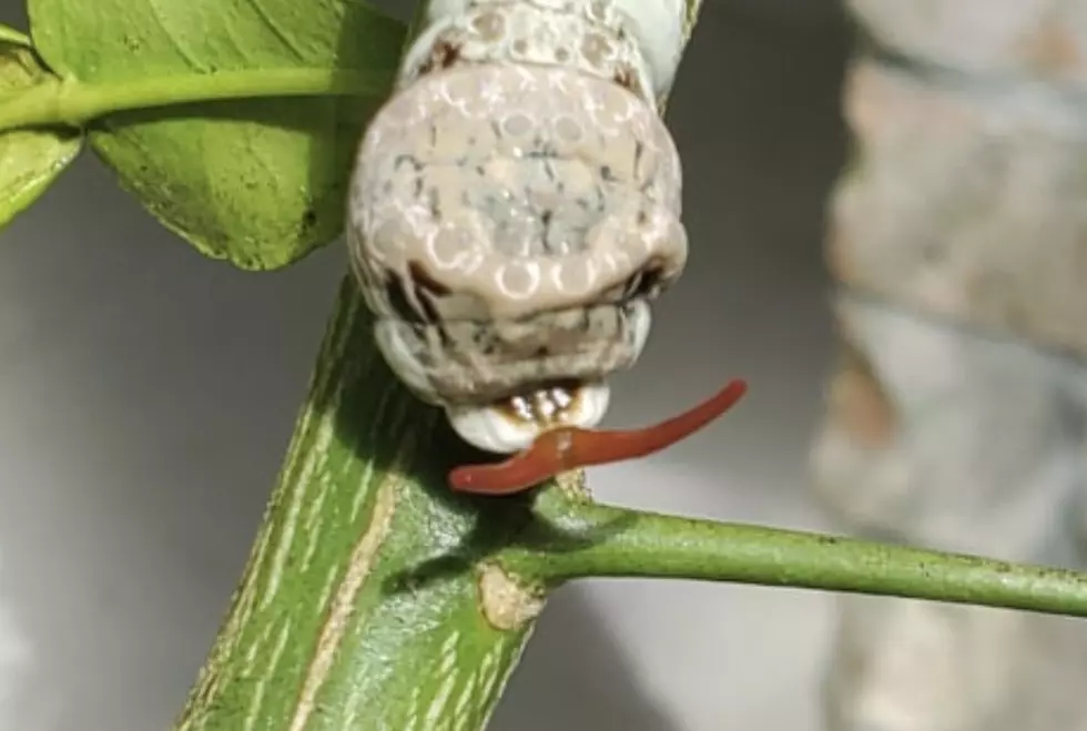 Evil Looking Caterpillar Showing Up On Citrus Plants