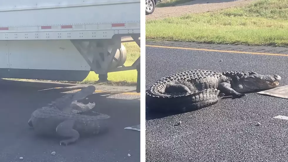 Massive Alligator Blocks I-49 Traffic in Louisiana &#8211; Video of Gator Hissing at Passing 18-Wheeler