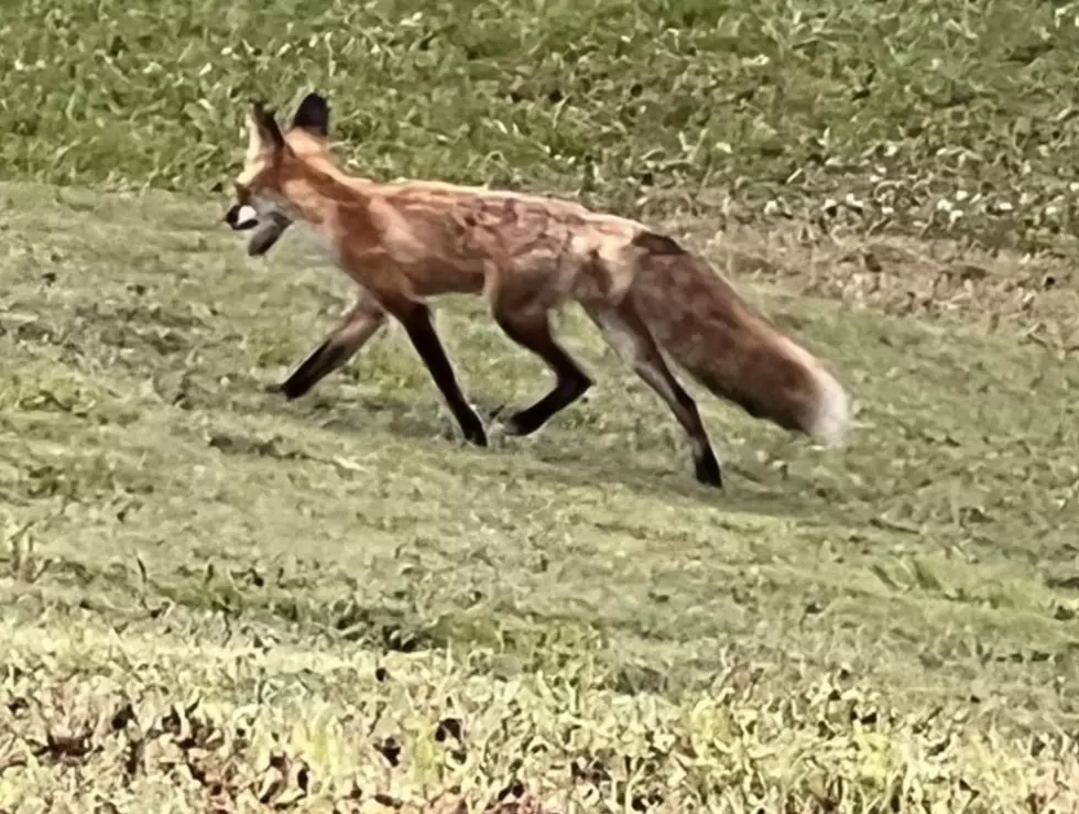 Elusive Red Fox Spotted in Lafayette Park [VIDEO]
