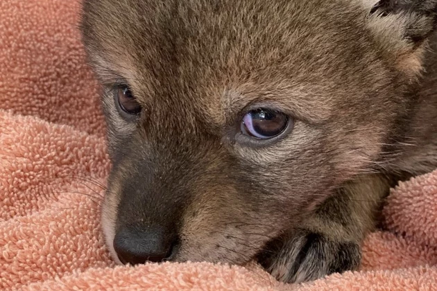 Family Thought They Rescued a Puppy, It Was Actually a Wild Animal [PHOTO]