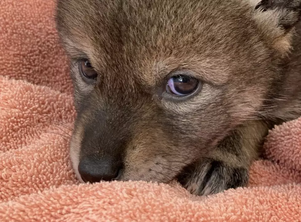 Family Thought They Rescued a Puppy, It Was Actually a Wild Animal [PHOTO]