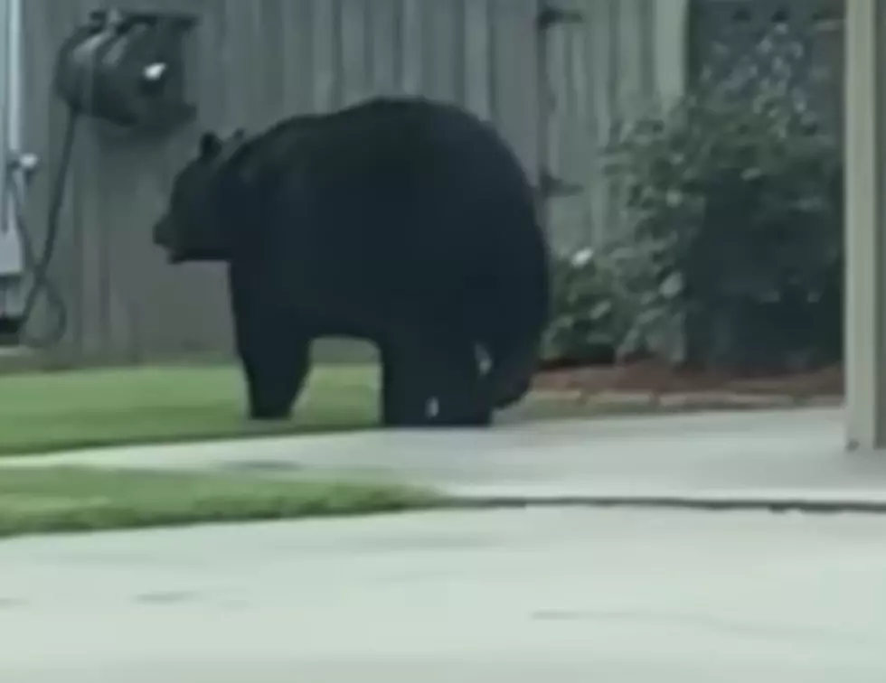 Large Black Bear Spotted Roaming Through Parts of New Iberia 