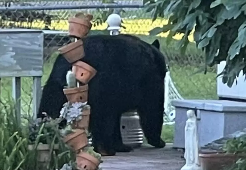 Large Black Bear Now Spotted in Jeanerette [PHOTOS]