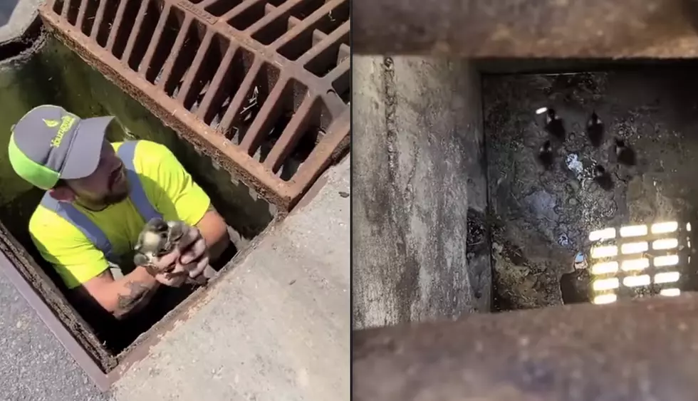 Youngsville Public Works Makes Adorable Rescue After One-Day-Old Baby Ducks Fall Down Storm Drain