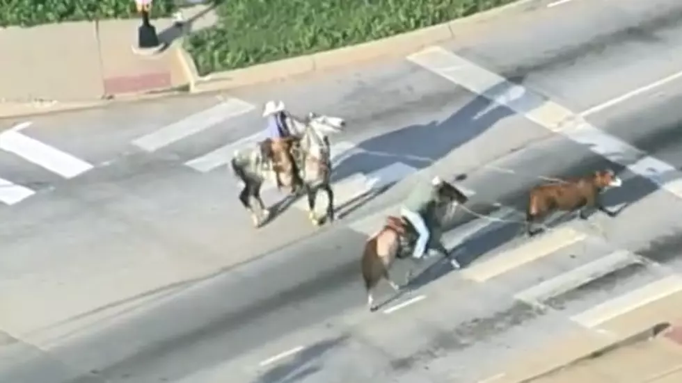 Aerial Footage Shows Cowboys Spring into Action to Wrangle Cow