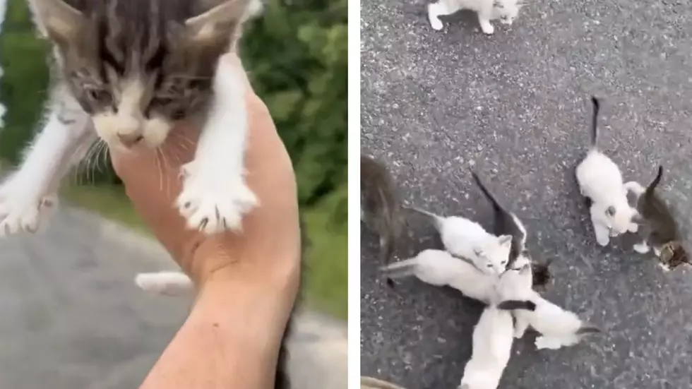 Man&#8217;s Viral Attempt to Rescue a Newborn Kitten Ends with Quite the Surprise