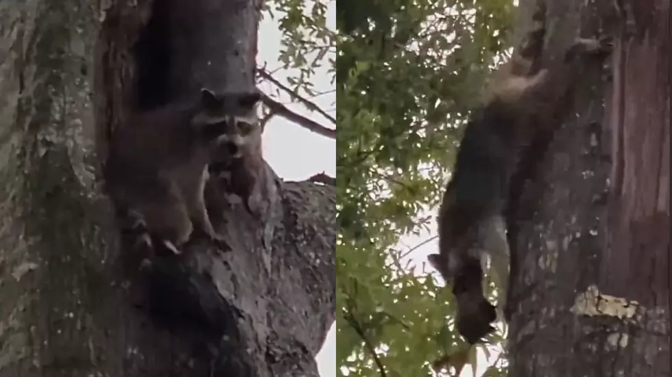 Mother Raccoon Instinctually Moves Babies Out of Damaged Tree