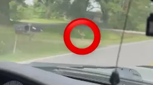 Loose Kangaroo Spotted and Wrangled in Baton Rouge Area