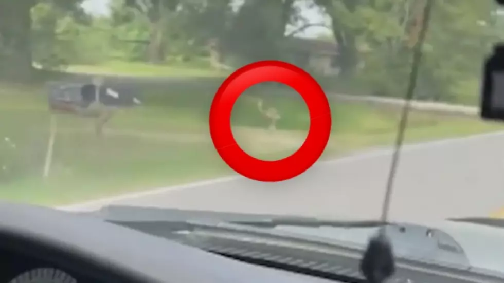 Loose Kangaroo Spotted and Wrangled in Baton Rouge Area