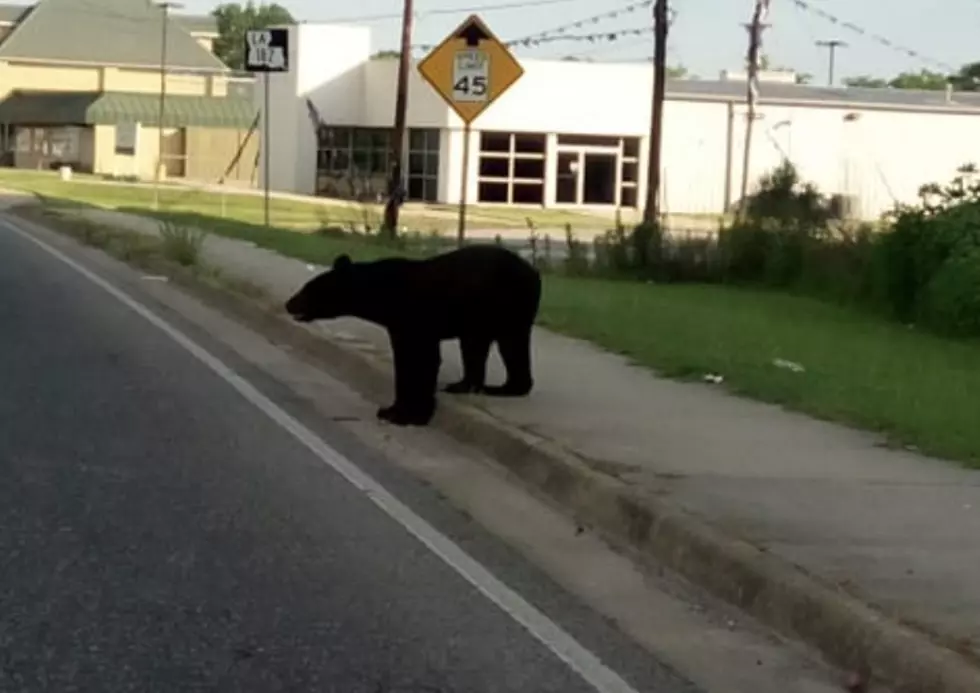 Another Black Bear Spotted On Roadway in South Louisiana [PHOTOS]