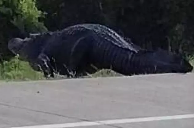 Massive Alligator Stops Traffic Near I-10 in South Louisiana [PHOTOS]