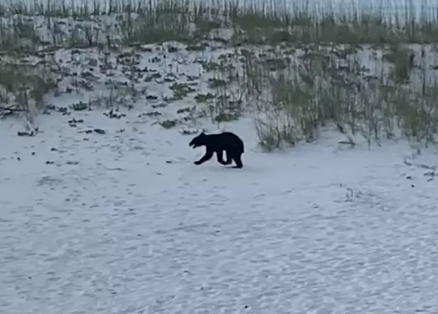Bear Seen Running Along Beach in Pensacola, Florida [VIDEO]