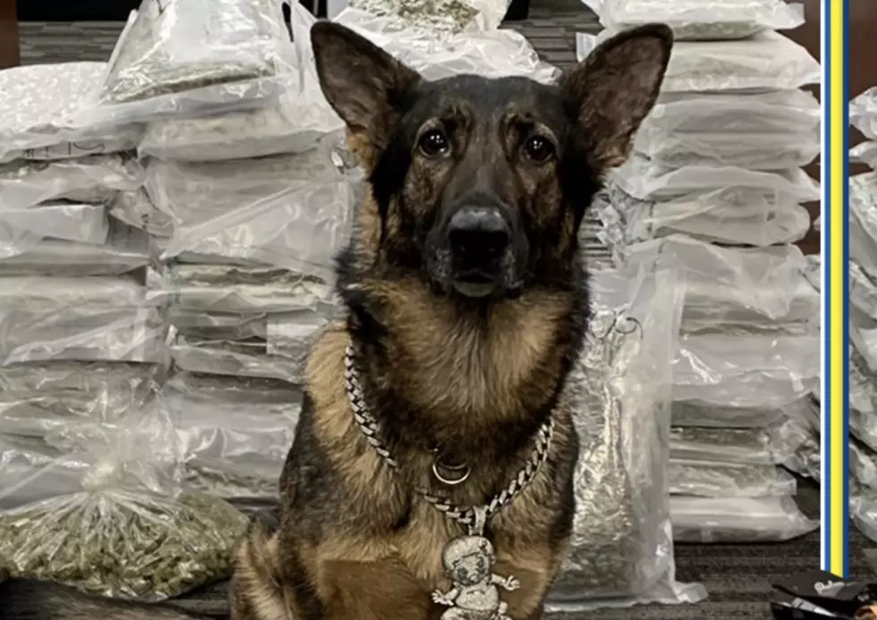 K-9 Officer in Louisiana Wears Jewelry Confiscated in Drug Bust [PHOTO]