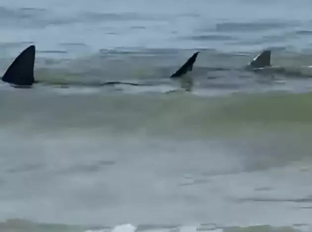 Two Large Sharks Spotted in Shallow Waters of Gulf Shores [WATCH]