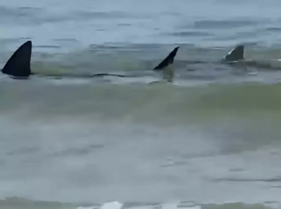 Two Large Sharks Spotted in Shallow Waters of Gulf Shores [WATCH]