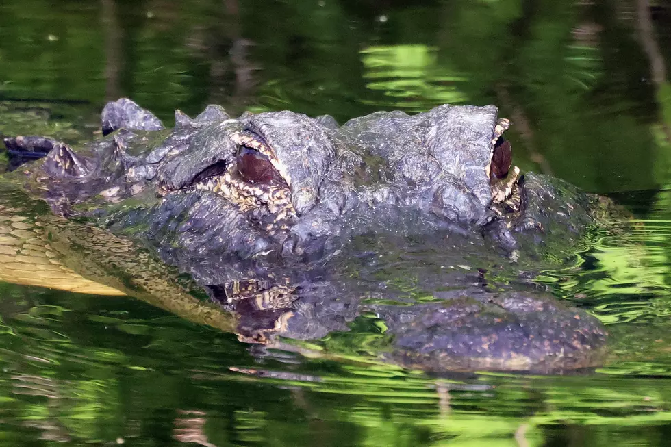 Huge Alligator Stops Traffic Near Pat’s in Henderson Louisiana [PHOTO]