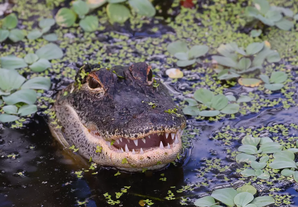 Large Alligator Resurfaces at Pat's in Henderson [PHOTO]