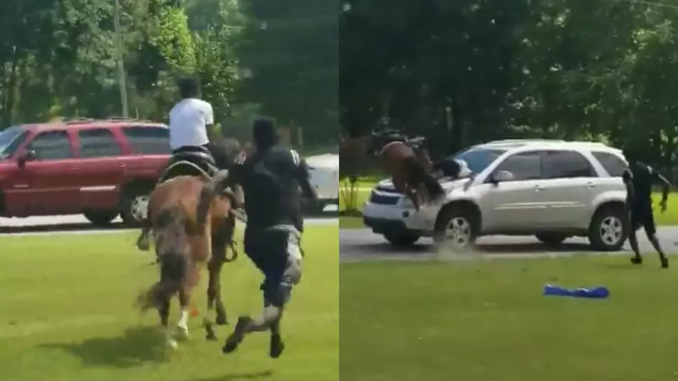 Family Gathering Turns Chaotic as Horse Runs Wild – Sends Child Flying Over Hood of a Car