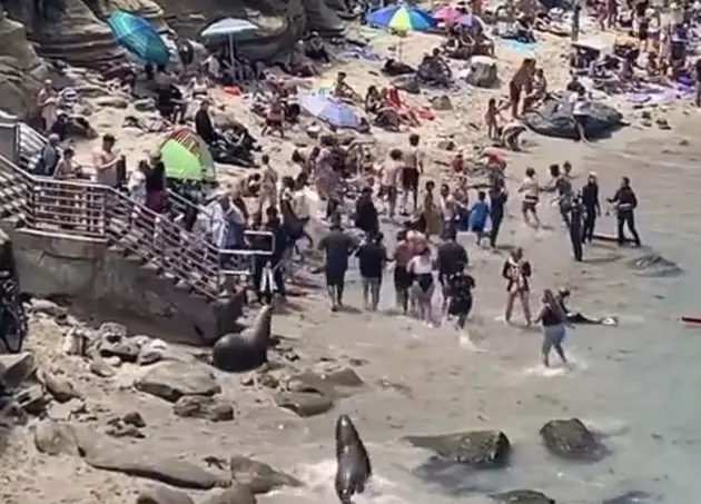 Sea Lions Chase Beachgoers From Their Territory on Beach [VIDEO]