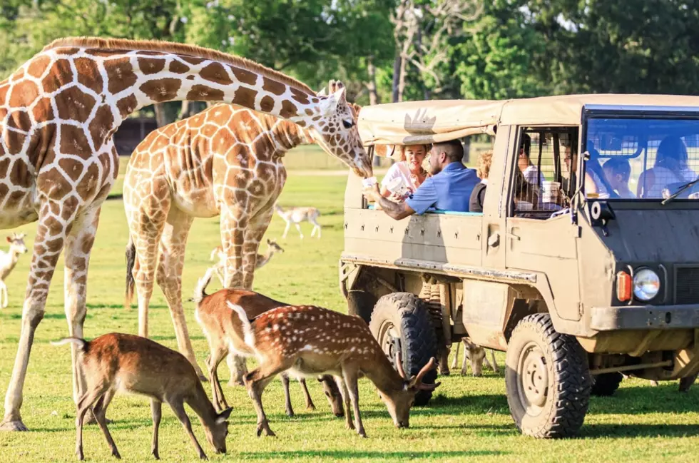 Exotic Animal Sanctuary in Louisiana Brings Family Close to Many Wild Animals