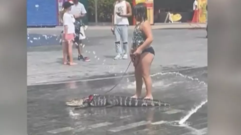 Emotional Support Gator Takes Summer Stroll