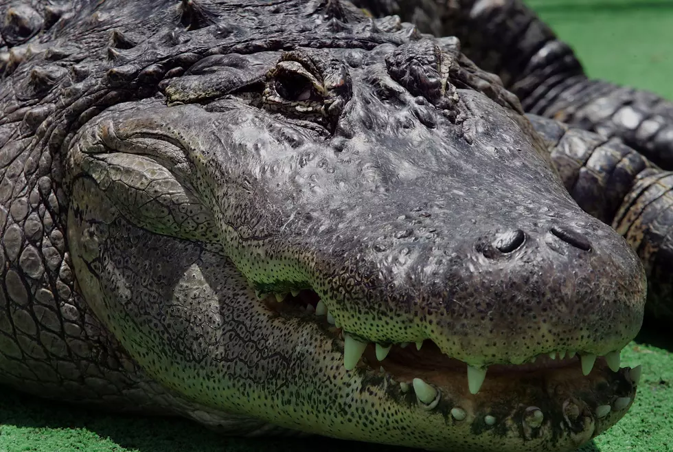Massive Gator Spanning 9-Feet Pulled Out of Louisiana Lake