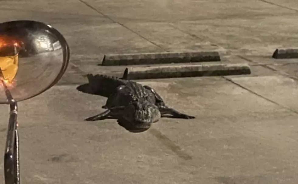 School Bus Pulling Up to Find a Massive Alligator in Parking Lot