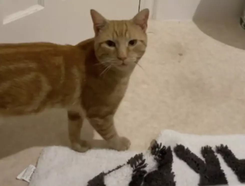 Cat Goes Viral After Some Hear it Say ‘Hello’ [VIDEO]