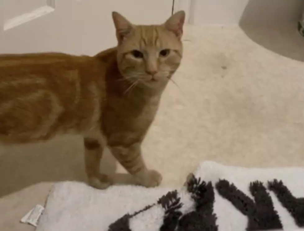 Cat Goes Viral After Some Hear it Say &#8216;Hello&#8217; [VIDEO]