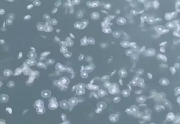 Thousands of Jelly Fish Show Up Off Coast of Grand Isle Louisiana [VIDEO]