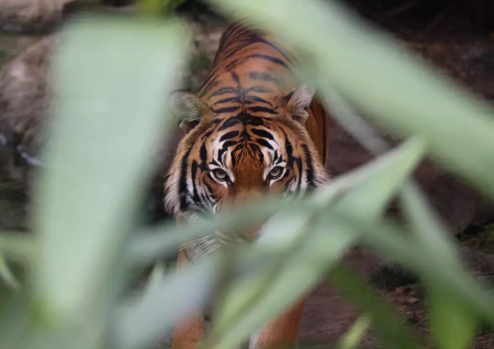 Locals Report Tiger on the Loose in Houma; Here&#8217;s What Police Are Saying
