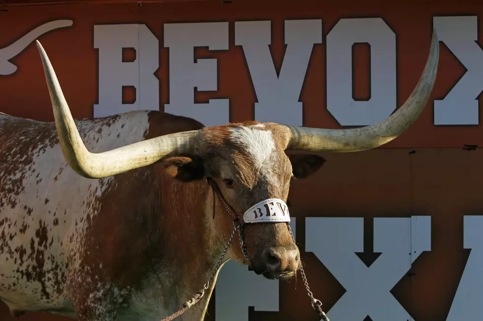 Texas Mascot 'Bevo' Charges ESPN Cameraman at College Game Day