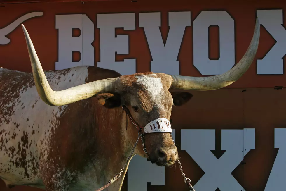 Texas Mascot ‘Bevo’ Charges ESPN Cameraman at College Game Day [VIDEO]