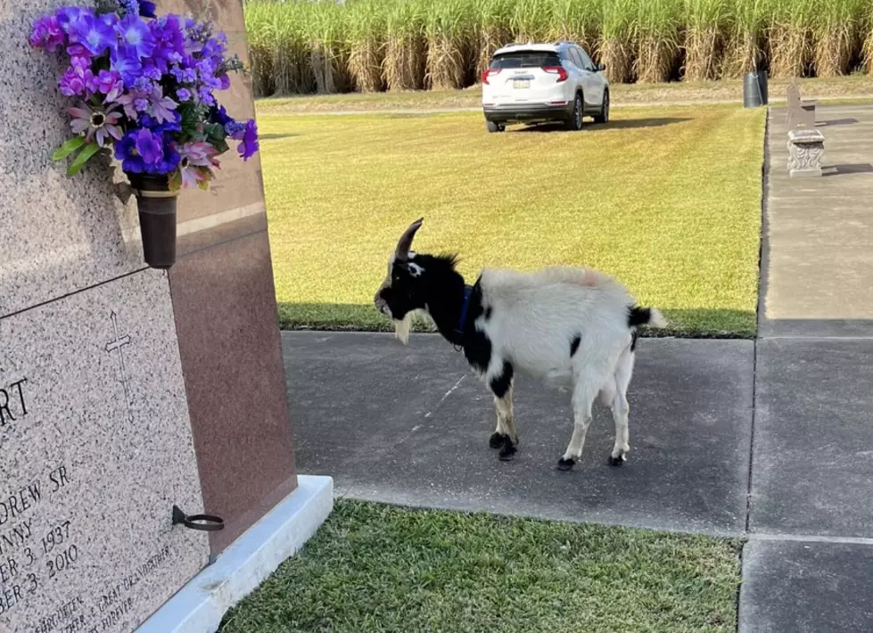 Goat Seen Eating Flowers in South Louisiana Cemetery [PHOTOS]