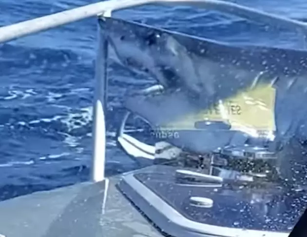Watch as A Large Shark Leaps Out of The Water and Lands on Boat [VIDEO]